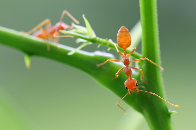 Small ants (Oecophylla smaragdina) climbing on branches.