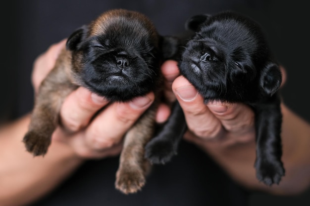 Small baby blind puppy sleep in humans hands