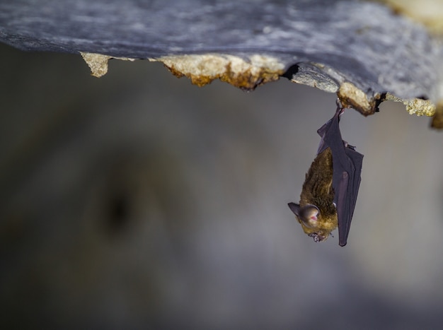 Small bat hanging from the cave roof in Wind Caves Kuching