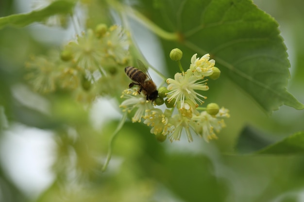 small beautiful bee on the linden tree blossom in the garden