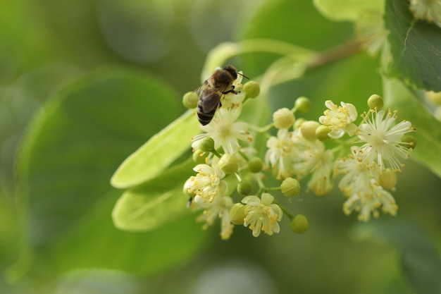 small beautiful bee on the linden tree blossom in the garden