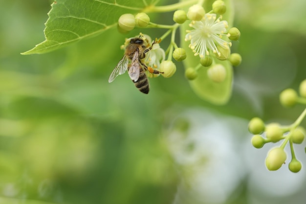 small beautiful bee on the linden tree blossom in the garden