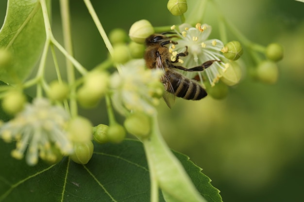 small beautiful bee on the linden tree blossom in the garden