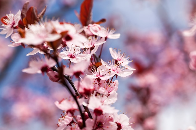 Small beautiful blooming red cherry flowers in the orchard