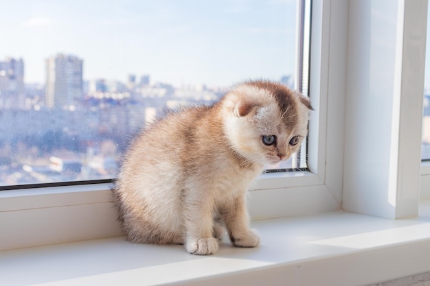 A small beautiful fluffy chinchilla kitten is playing on the windowsill by the window in sunny weather