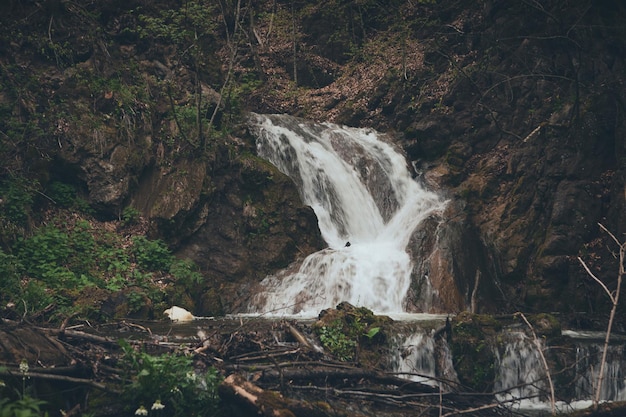 Small beautiful river in the forest