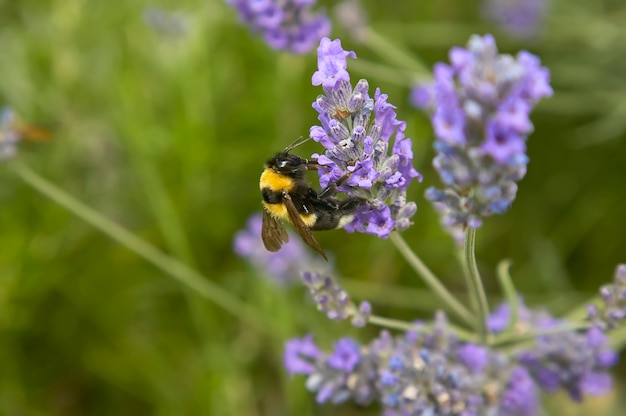 Small bee trying to suck nectar and pollen from a lavender flower, taken from a surprising macro shot with great detail.