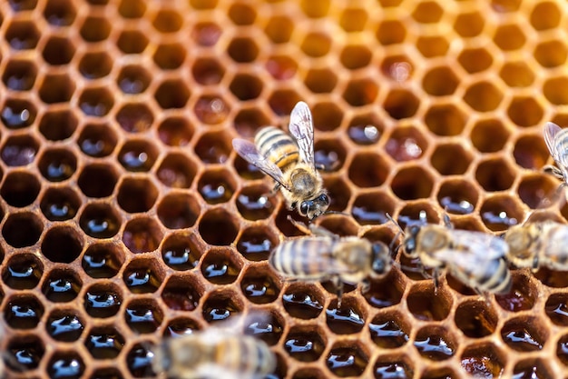 Small bees on combs full of honey