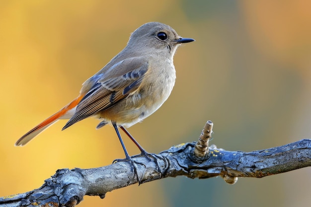 A small bird is perched on a branch in nature