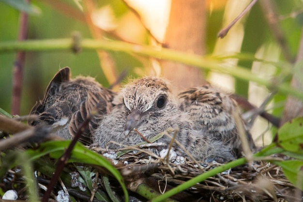 A small bird in the nest is waiting for food from the bird's parents