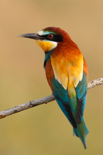 Small bird perched on a branch 