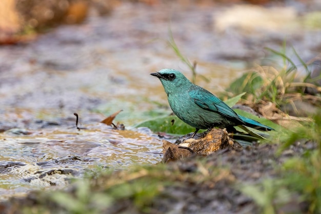 A small bird sits in a stream with the word " water " on it.