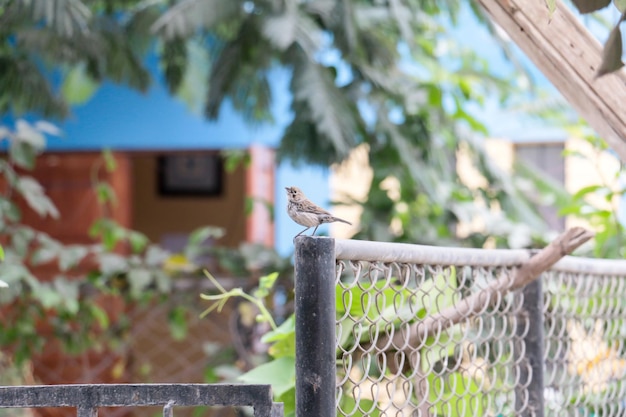 Small bird standing on a metal fence in a garden