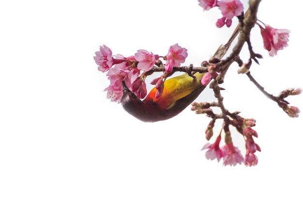 A small bird on the tree isolated