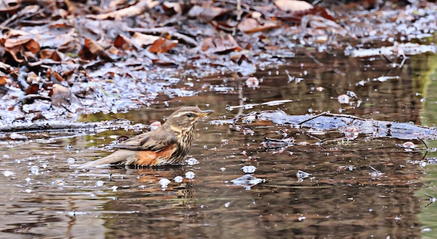 small bird in the wild in the forest