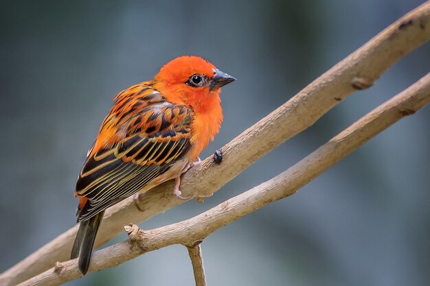 Photo a small bird with a yellow and red wing sits on a branch