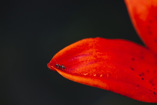 Small black ant on edge of red orange petal close up