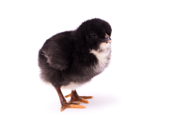 Small black chicken isolatedon white