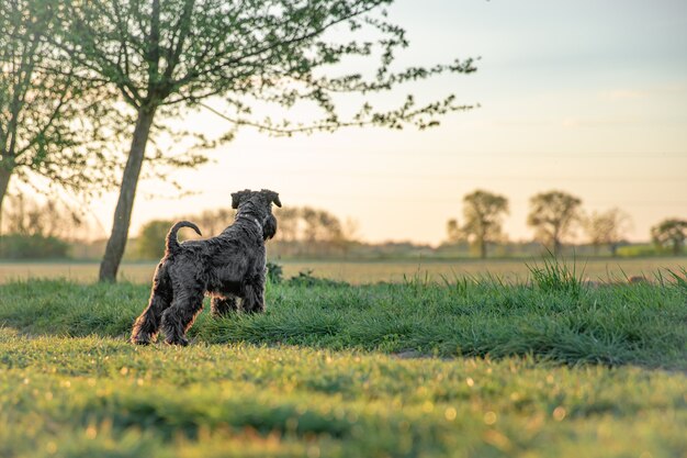 Small black dog schnauzer in the park at sunrice