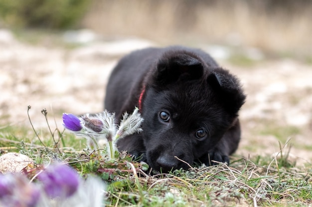 A small black German shepherd puppy lies on the grass next to spring flowers.