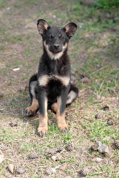 A small black homeless puppy sits on the grass and looks into the frame The problem of homeless animals Outbred puppy