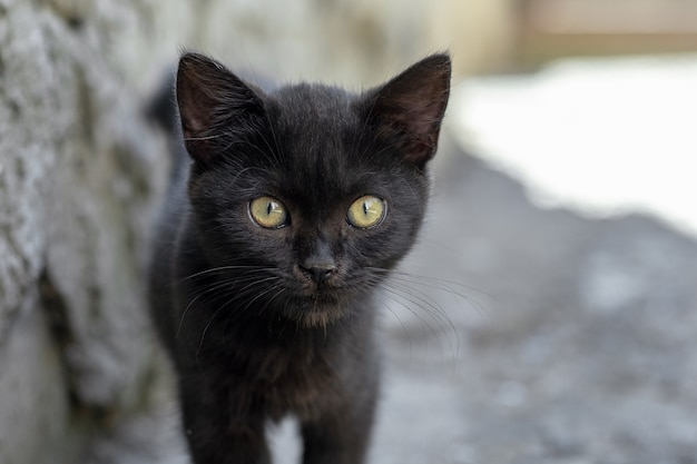 A small black kitten with large expressive eyes hides in the shade from the heat in summer