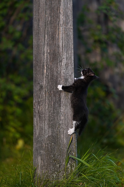 Small black kitten with white paws climbs a gray wooden pole