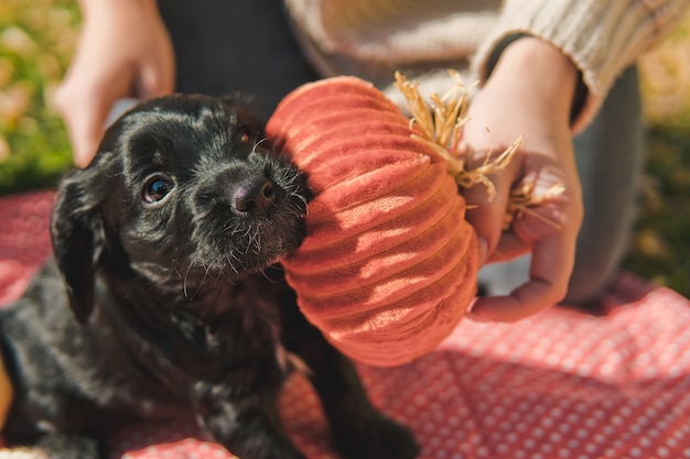 Small black puppy on the green lawn with autumn leaves