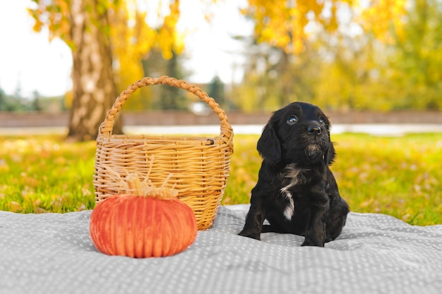 Small black puppy on the green lawn with autumn leaves