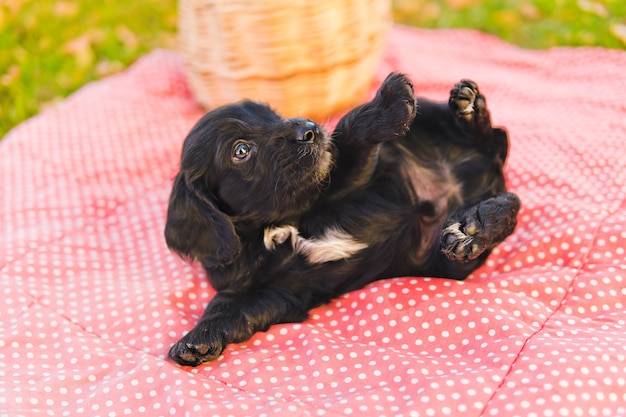 Small black puppy on the green lawn with autumn leaves