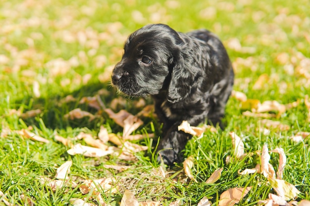 Small black puppy on the green lawn with autumn leaves