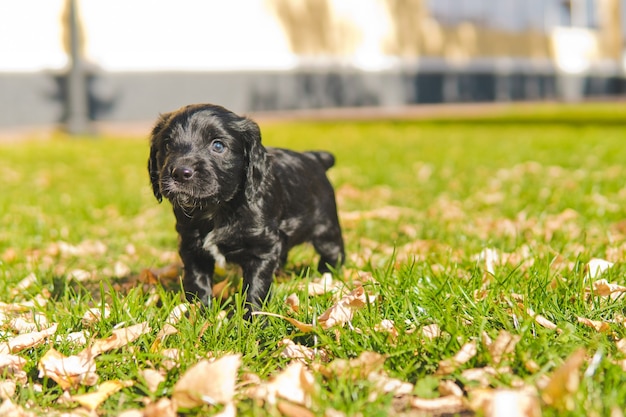 Small black puppy on the green lawn with autumn leaves