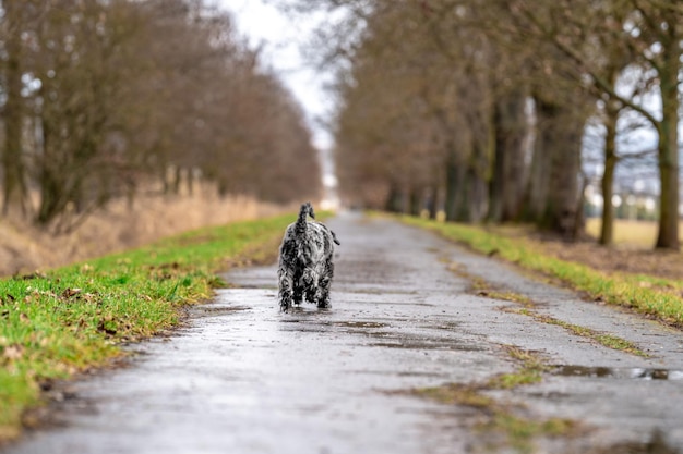 Small black schnauzer on a walk on an alley in the park