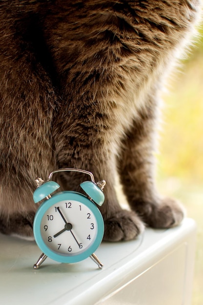 A small blue alarm clock on a blurry background of gray cat paws in vertical format