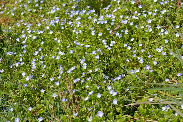 Small blue flowers in a field