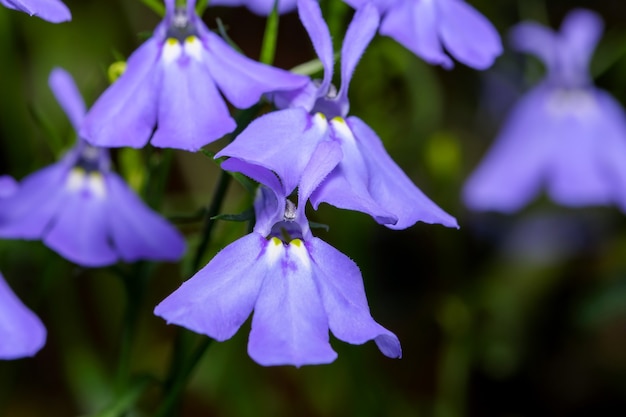 Small blue indoor balcony flowers lobelia erinus close-up macro photography plant picture