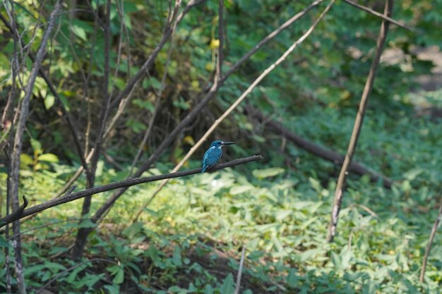 small blue kingfisher is perched on a branch