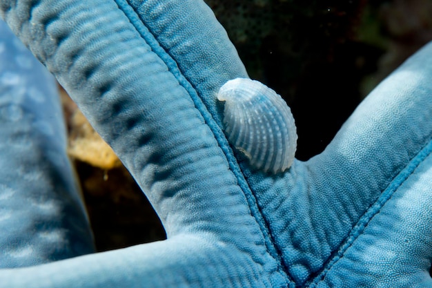 A small blue shell on a sea star in Cebu Philippines