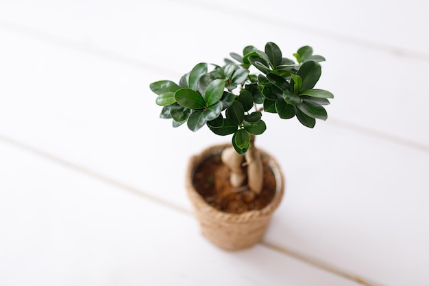 Small bonsai ficus microcarpa ginseng plant on a white background