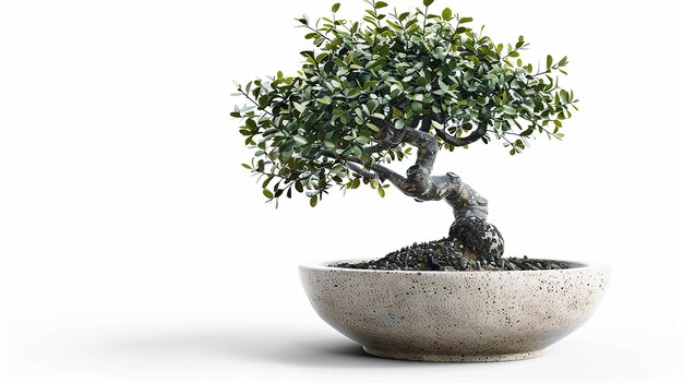 Photo a small bonsai tree in a ceramic pot isolated on a white background