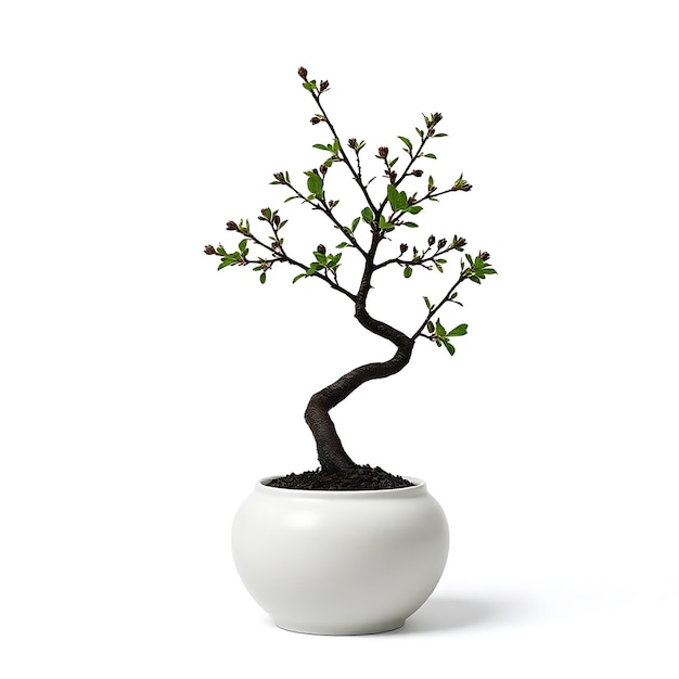 Photo a small bonsai tree in a white pot with the green leaves