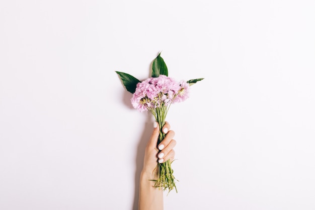 Small bouquet of pink carnations in a female hand with a manicure on white