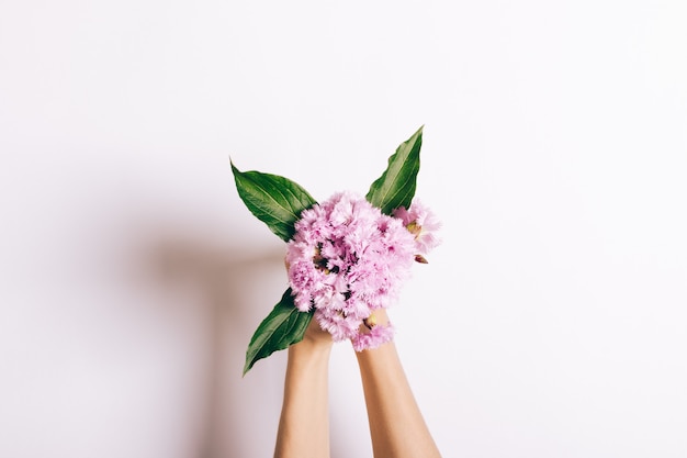 Small bouquet of pink carnations in female hands on white