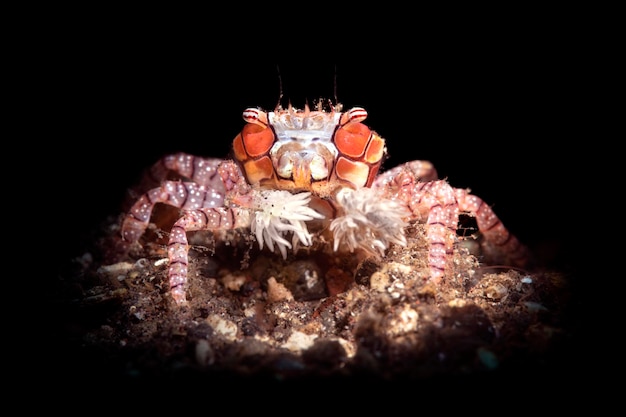 Photo small boxer crab lit with a light snoot carries around a small sea anemone in each claw resembling a boxer with gloves or cheerleader with pompoms