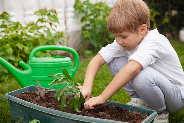 Small boy planting green plants