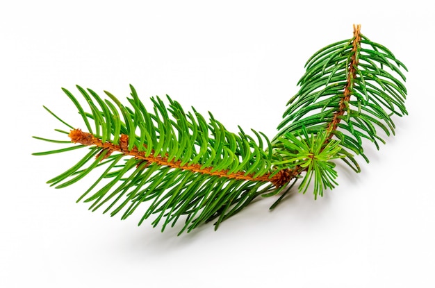 Small branch of Christmas tree