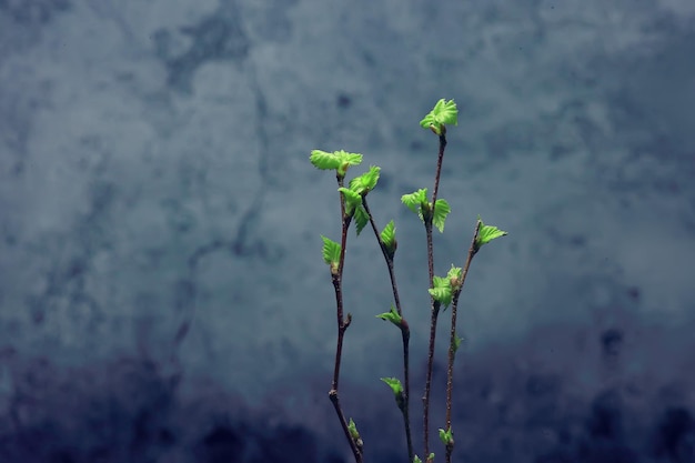 small branches with buds leaves / spring background, concept freshness botany youth