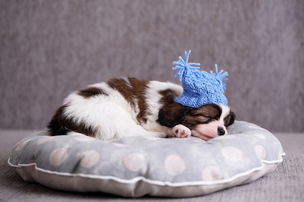 Small breed puppy Papillon sweetly sleeping on pillow