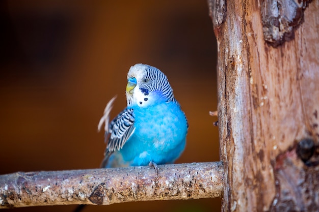 Small bright blue parrot bird sitting on tree branch on blurred copy space . Keeping pets at home concept.