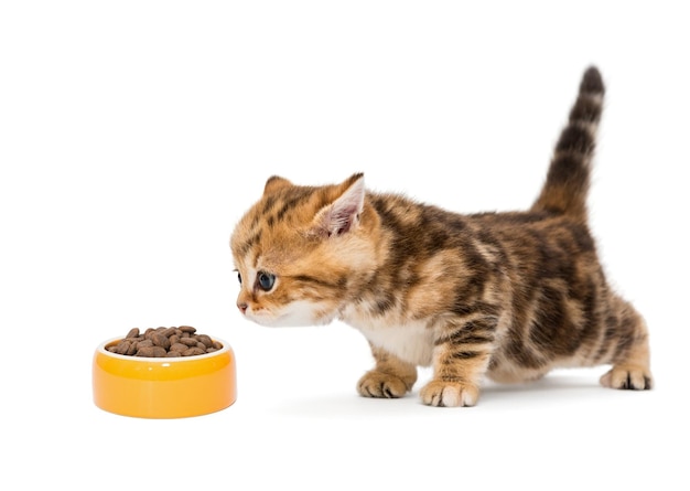 Small British kitten and a bowl of dry food